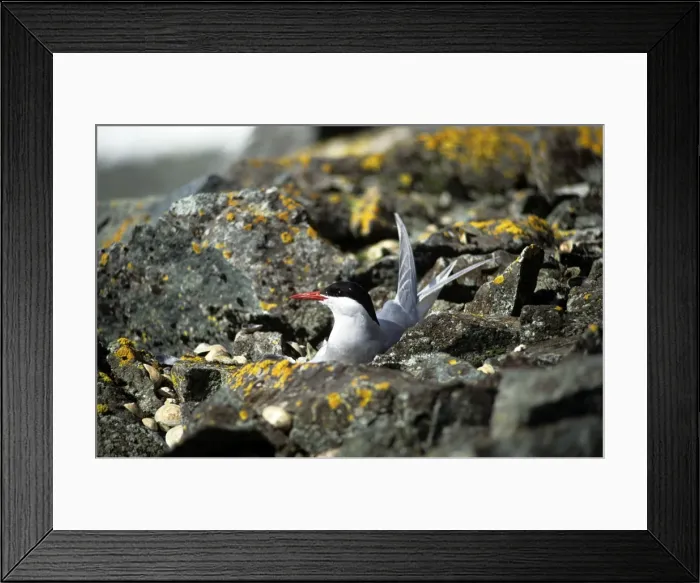 Framed Print : Antarctic Tern Framed Print : Antarctic Tern
