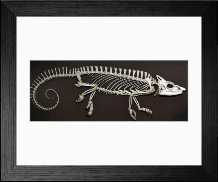 Framed Print : Chameleon - skeleton Framed Print : Chameleon - skeleton