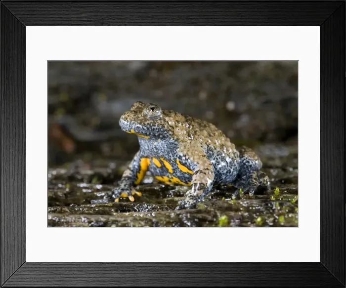 Framed Print : Apennine yellow-bellied toad - endagered italian species - Central Italy Framed Print : Apennine yellow-bellied toad - endagered italian species - Central Italy