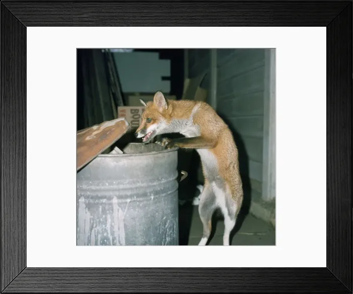 Framed Print : Fox - at dustbin Framed Print : Fox - at dustbin