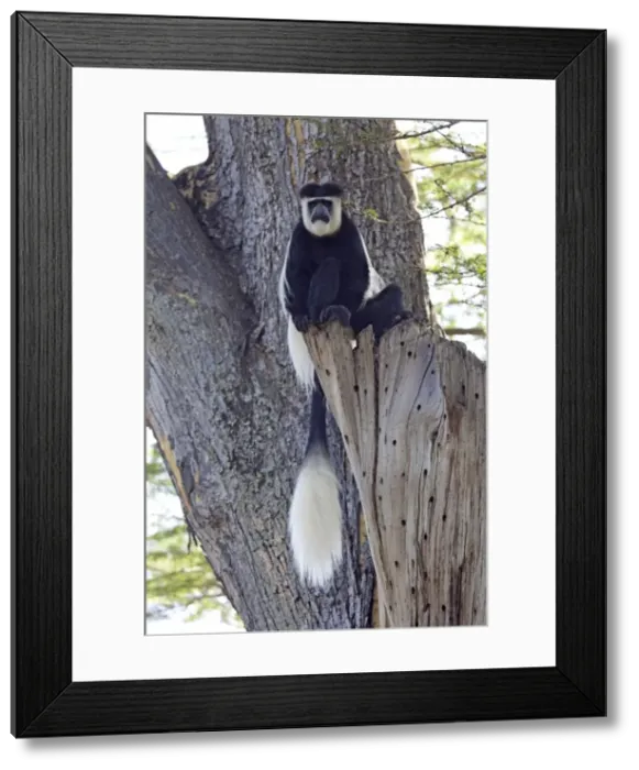 Framed Print : Colobus Monkey - sitting in Acacia Tree - Elsamere Lake Naivasha Rift Valley - Kenya Framed Print : Colobus Monkey - sitting in Acacia Tree - Elsamere Lake Naivasha Rift Valley - Kenya