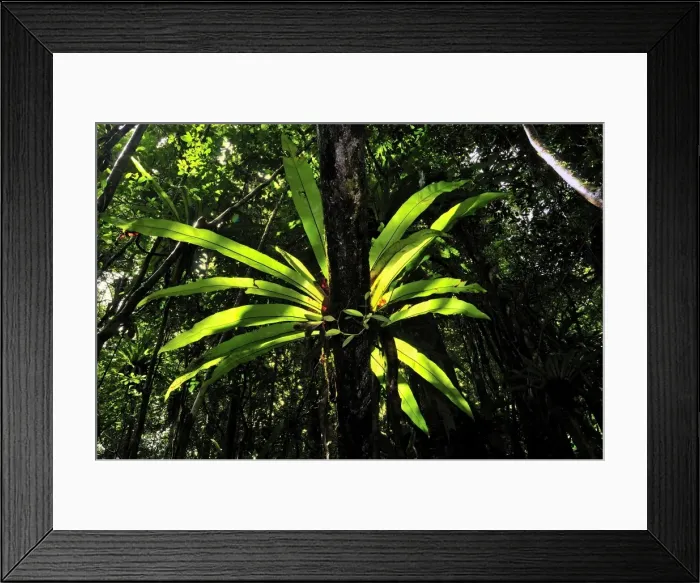 Framed Print : Bird's Nest Fern at tropical rainforest - Masoala National Park - Madagascar Framed Print : Bird's Nest Fern at tropical rainforest - Masoala National Park - Madagascar