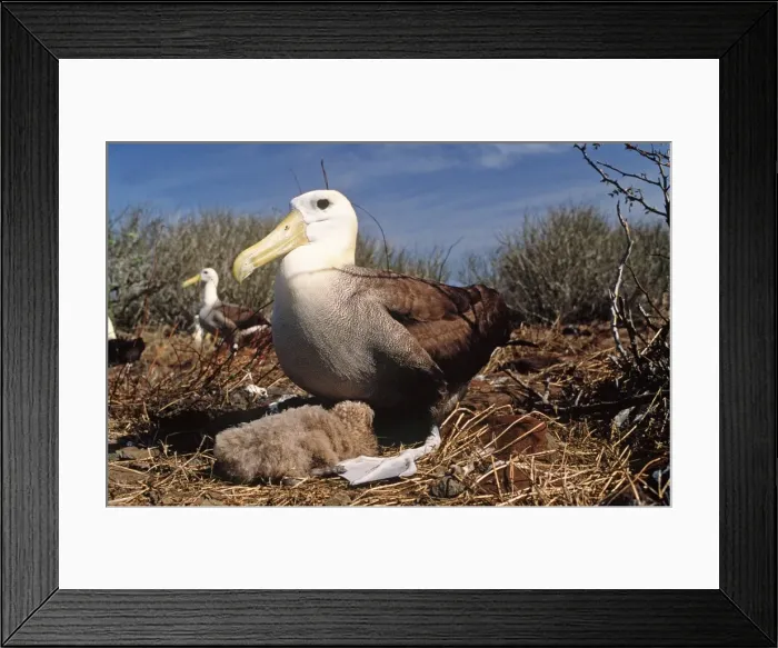 Framed Print : Waved Albatross - with chick - Punta Suarez, Espanola Island, Galapagos Islannds AU-779 Framed Print : Waved Albatross - with chick - Punta Suarez, Espanola Island, Galapagos Islannds AU-779