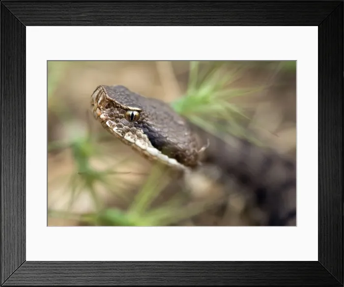 Framed Print : Asp Viper - Central Italy Framed Print : Asp Viper - Central Italy