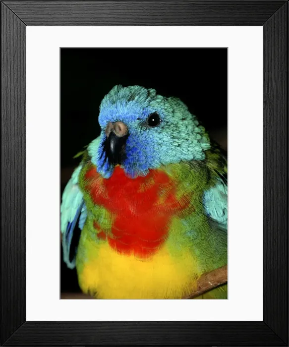 Framed Print : Scarlet-chested Parakeet - Australia Framed Print : Scarlet-chested Parakeet - Australia