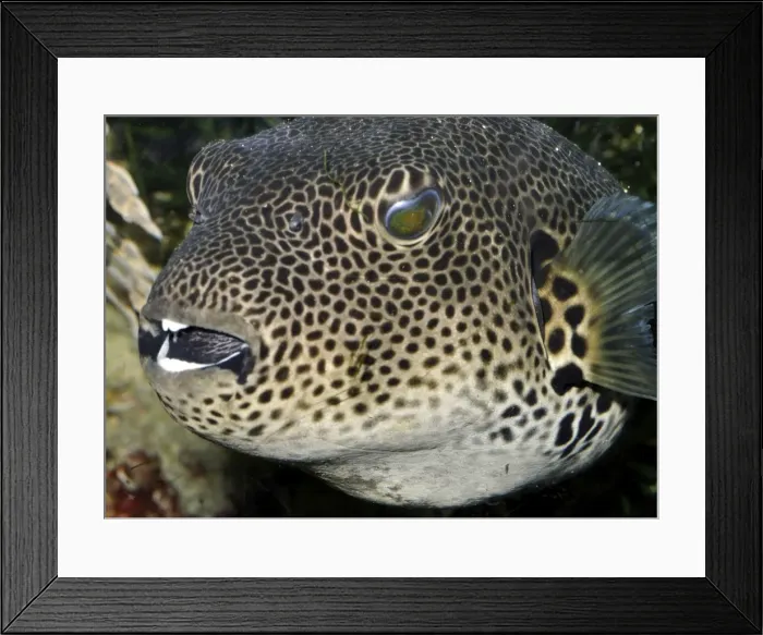 Framed Print : Starry Toadfish / Starry Pufferfish - coastal waters from East Africa, Seychelles to Australia Framed Print : Starry Toadfish / Starry Pufferfish - coastal waters from East Africa, Seychelles to Australia