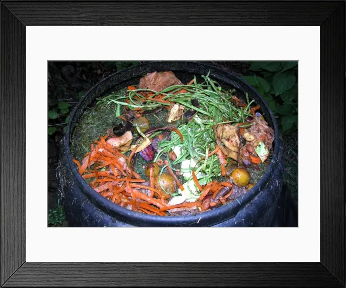 Framed Print : Compost - variety of kitchen waste including vegetable peelings cardboard and fruit peelings in top of black plastic recycled composting bin UK Framed Print : Compost - variety of kitchen waste including vegetable peelings cardboard and fruit peelings in top of black plastic recycled composting bin UK