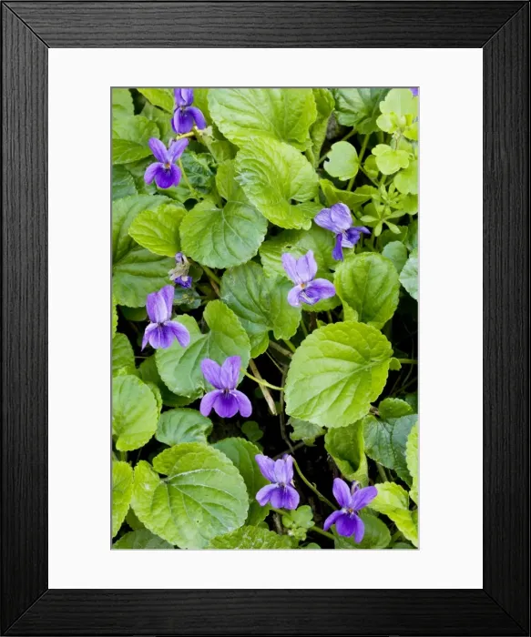 Framed Print : Sweet Violets - in spring on woodland bank, Dorset UK Framed Print : Sweet Violets - in spring on woodland bank, Dorset UK