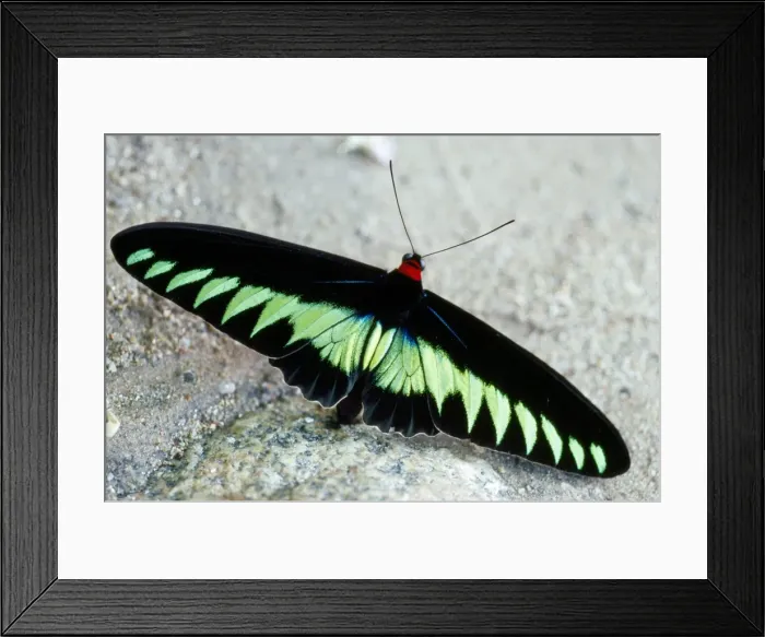 Framed Print : Rajah Brooke's Birdwing Butterfly Framed Print : Rajah Brooke's Birdwing Butterfly