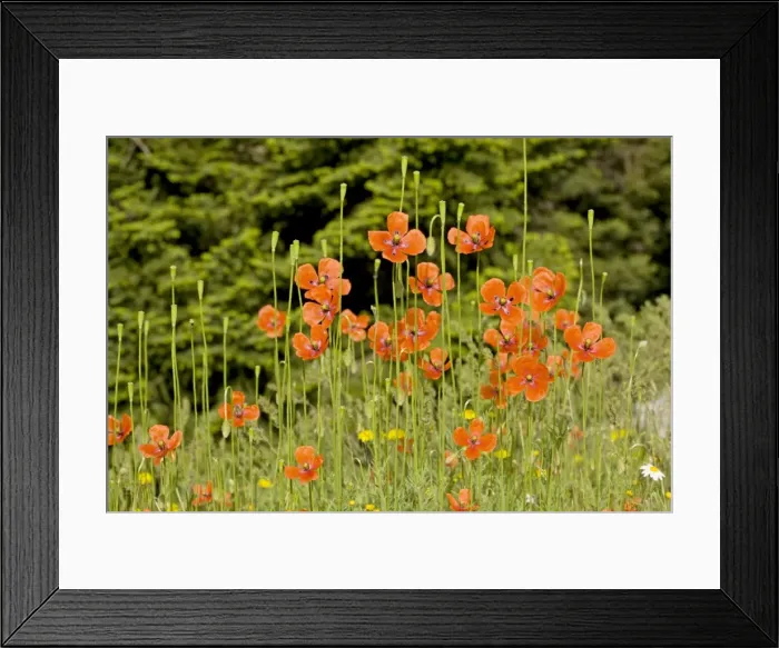 Framed Print : Long-headed poppies - in flower and fruit; Greece