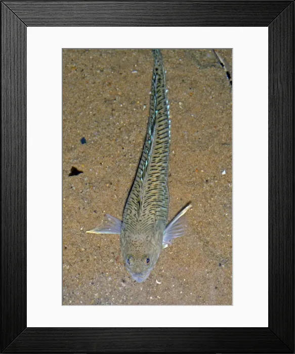 Framed Print : Greater Weever, UK coastal waters and south to Mediterranean Framed Print : Greater Weever, UK coastal waters and south to Mediterranean