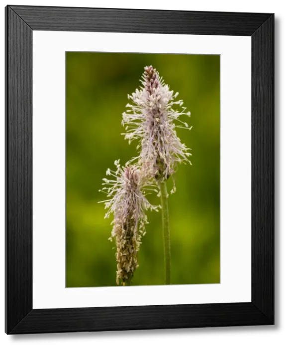 Framed Print : Hoary Plantain - in flower