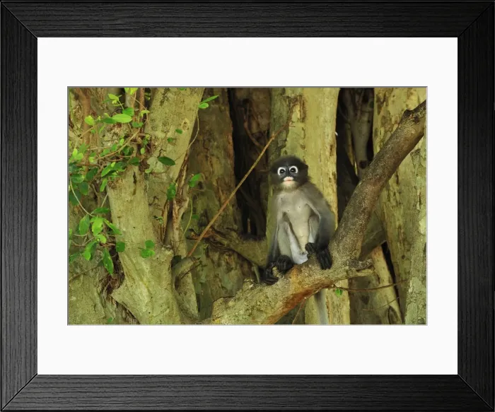 Framed Print : Dusky Leaf Monkey / Spectacled Langur / Spectacled Leaf Monkey - Khao Sam Roi Yot National Park - Thailand Framed Print : Dusky Leaf Monkey / Spectacled Langur / Spectacled Leaf Monkey - Khao Sam Roi Yot National Park - Thailand