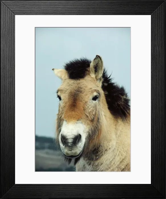 Framed Print : Przewalski's Horse PM 6118 Mongolian wild horse Equus ferus © Pat Morris / ardea. com Framed Print : Przewalski's Horse PM 6118 Mongolian wild horse Equus ferus © Pat Morris / ardea. com