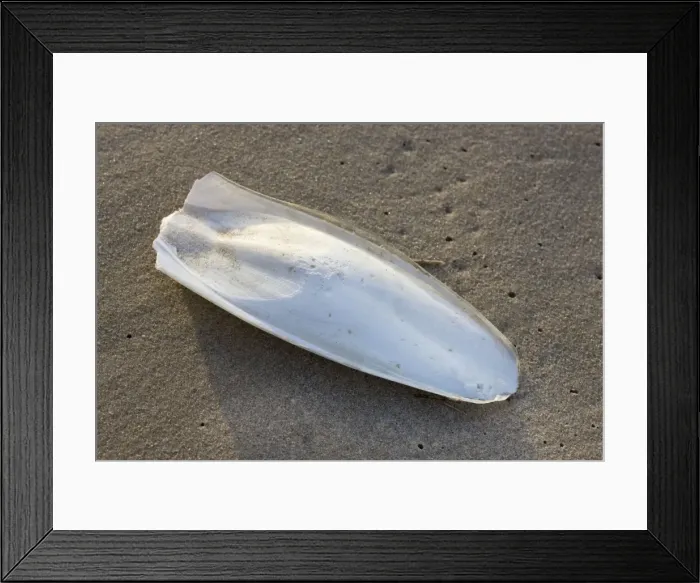 Framed Print : Cuttlefish / Sepiida Framed Print : Cuttlefish / Sepiida