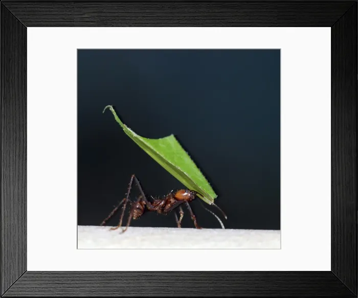 Framed Print : Leafcutter Ant - carrying fragments of harvested leaves at night - Tropical America Framed Print : Leafcutter Ant - carrying fragments of harvested leaves at night - Tropical America