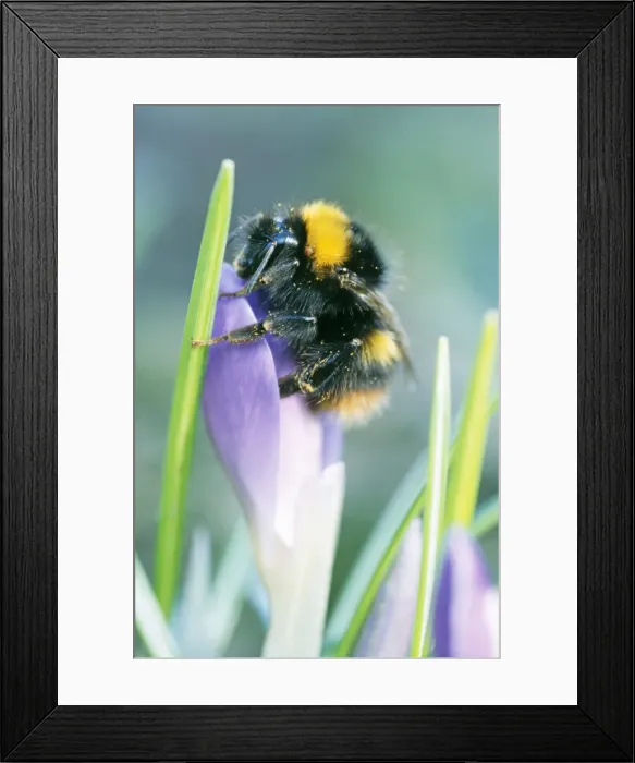 Framed Print : Bumblebee - on Crocus flower Framed Print : Bumblebee - on Crocus flower