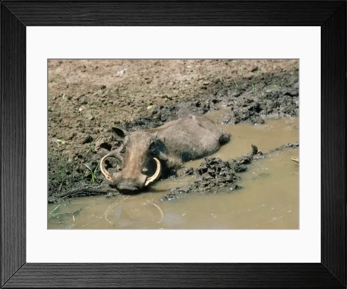 Framed Print : Warthog - wallowing Framed Print : Warthog - wallowing