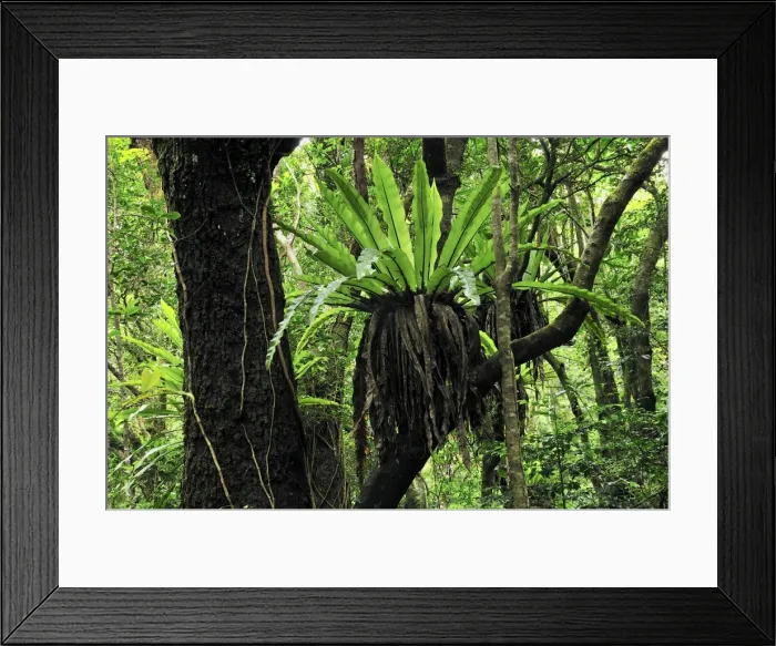 Framed Print : Bird's Nest Fern - Montagne d'Ambre National Park - Antsiranana - Northern Madagascar Framed Print : Bird's Nest Fern - Montagne d'Ambre National Park - Antsiranana - Northern Madagascar