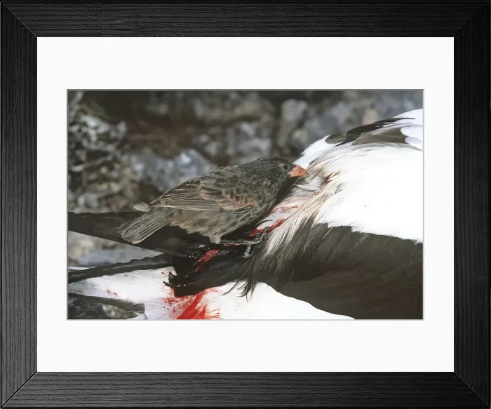 Framed Print : Sharp-beaked Ground Finch - that has developed vampire behaviour on Masked Booby - Wolf Island, Galapagos Islands AU-1628 Framed Print : Sharp-beaked Ground Finch - that has developed vampire behaviour on Masked Booby - Wolf Island, Galapagos Islands AU-1628