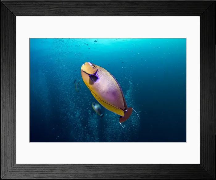 Framed Print : Big Nose Unicornfish - curious about the divers bubbles - Maldives