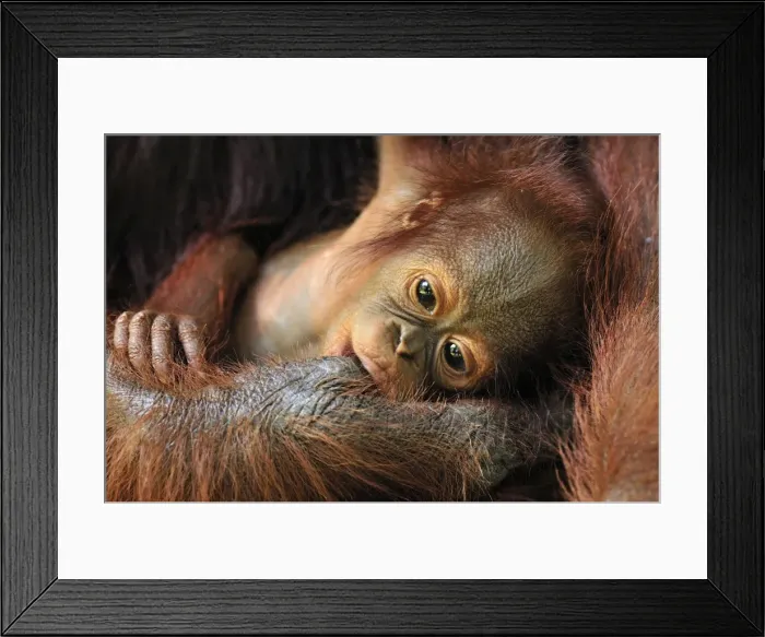 Framed Print : Borneo Orangutan - baby is sucking the finger of the mother - Camp Leakey - Tanjung Puting National Park - Kalimantan - Borneo - Indonesia