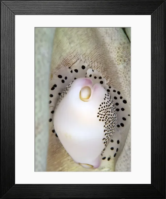 Framed Print : Allied Cowries - Indonesia Framed Print : Allied Cowries - Indonesia