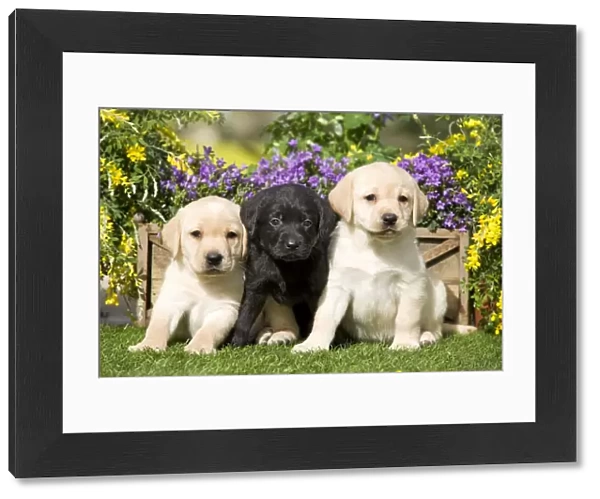 Dog - Yellow and Black Labrador puppies