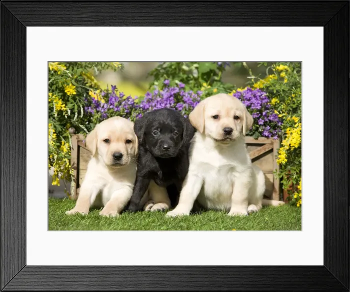 Framed Print : Dog - Yellow and Black Labrador puppies Framed Print : Dog - Yellow and Black Labrador puppies