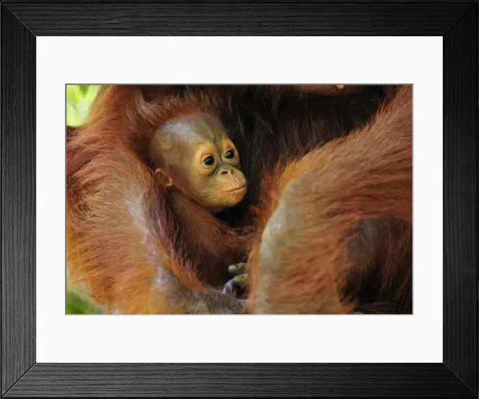 Framed Print : Borneo Orangutan - female holding her baby - Camp Leakey - Tanjung Puting National Park - Kalimantan - Borneo - Indonesia Framed Print : Borneo Orangutan - female holding her baby - Camp Leakey - Tanjung Puting National Park - Kalimantan - Borneo - Indonesia