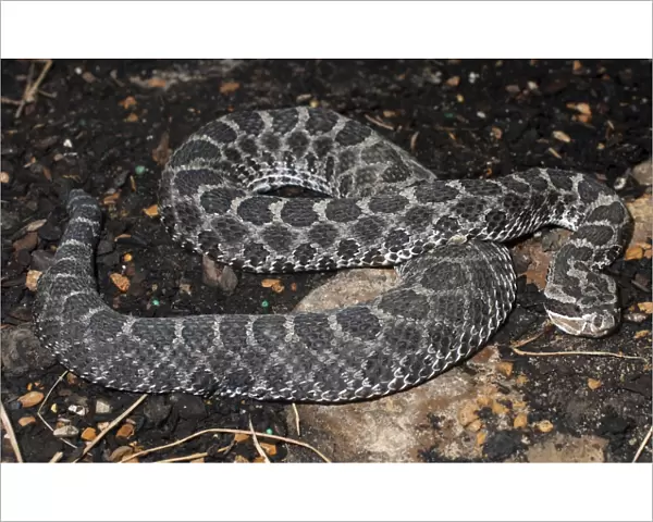 Western Fox Snake - Central United States