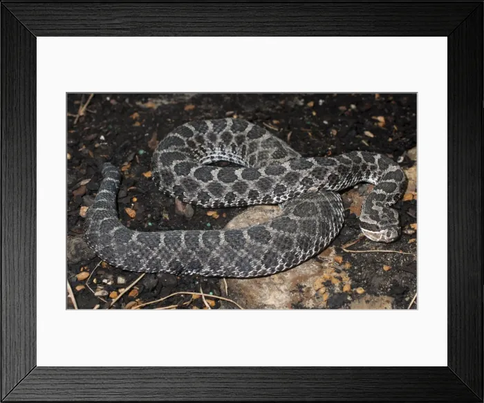 Framed Print : Western Fox Snake - Central United States Framed Print : Western Fox Snake - Central United States