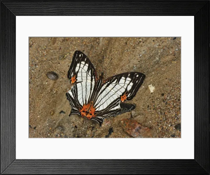 Framed Print : Mapwing butterfly - sucking minerals on sand - Gunung Leuser National Park - Northern Sumatra - Indonesia