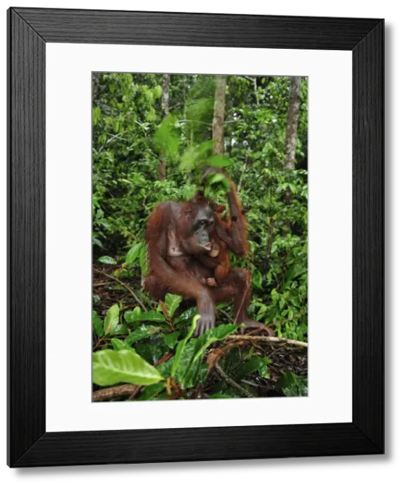 Framed Print : Borneo Orangutan - female with baby - holding leaves over their heads as a roof  /  umbrella to protect themselves from rain - Camp Leakey - Tanjung Puting National Park - Kalimantan - Borneo - Indonesia