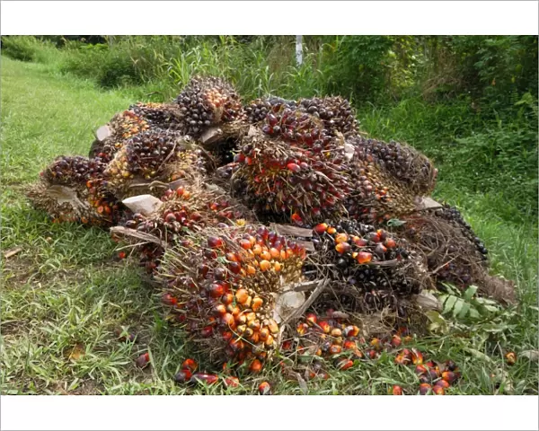 Oilpalm fruits beside a road - Sabah - Borneo - Malaysia