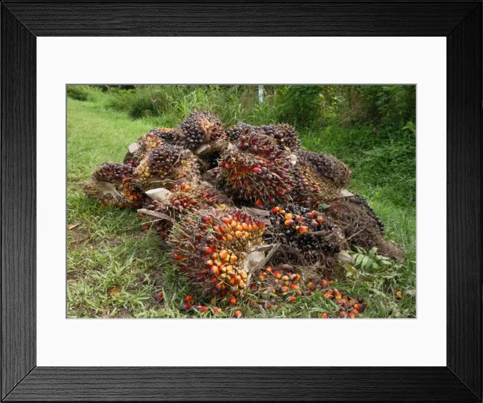 Framed Print : Oilpalm fruits beside a road - Sabah - Borneo - Malaysia Framed Print : Oilpalm fruits beside a road - Sabah - Borneo - Malaysia