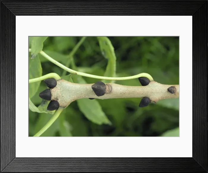Framed Print : Ash Tree - Twig & Buds, Autumn Framed Print : Ash Tree - Twig & Buds, Autumn