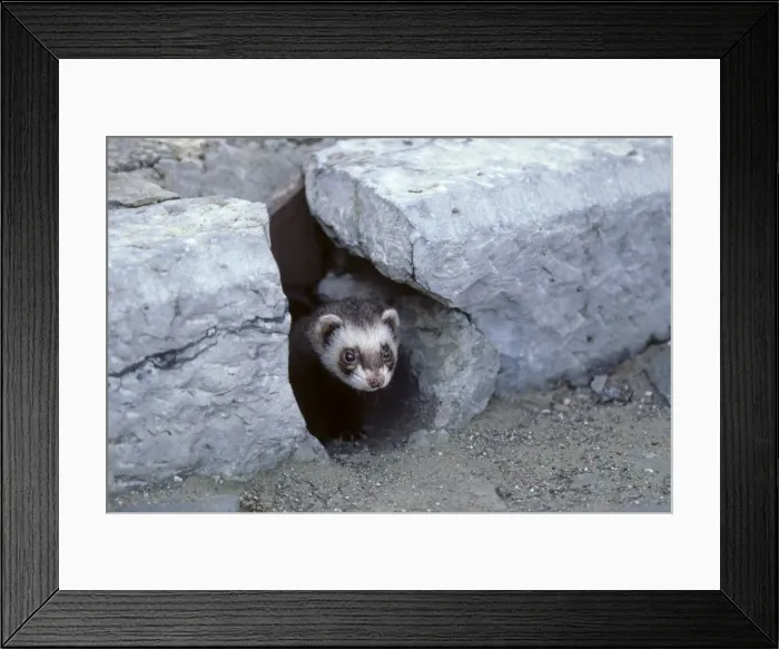 Framed Print : Ferret - emerging from gutter hole in the street Framed Print : Ferret - emerging from gutter hole in the street