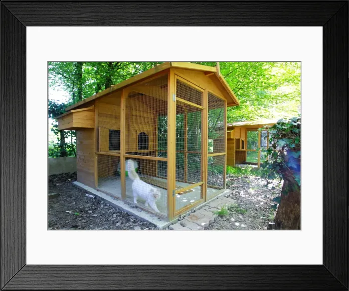 Framed Print : Cattery - with Maine Coon cats Framed Print : Cattery - with Maine Coon cats