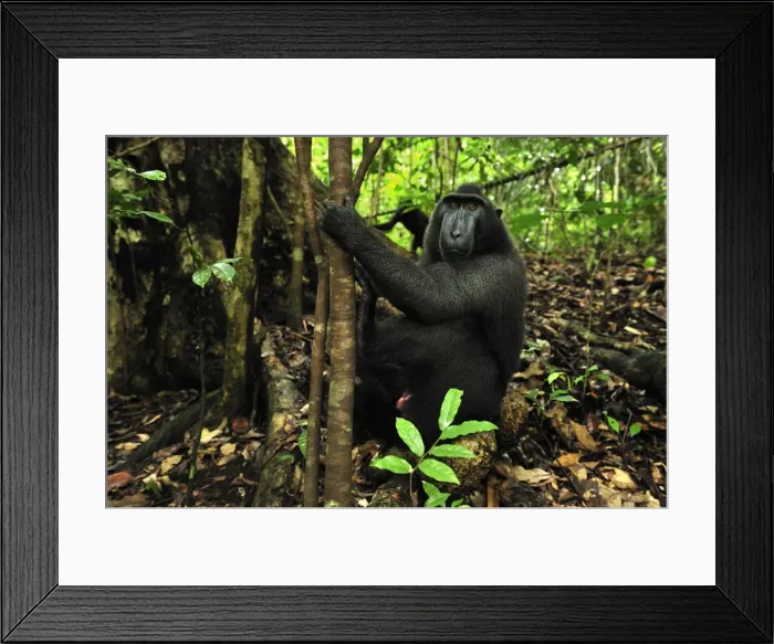 Framed Print : Celebes Crested Macaque / Crested Black Macaque / Sulawesi Crested Macaque / Black Ape - Tangkoko Nature Reserve - North Sulawesi - Indonesia Framed Print : Celebes Crested Macaque / Crested Black Macaque / Sulawesi Crested Macaque / Black Ape - Tangkoko Nature Reserve - North Sulawesi - Indonesia