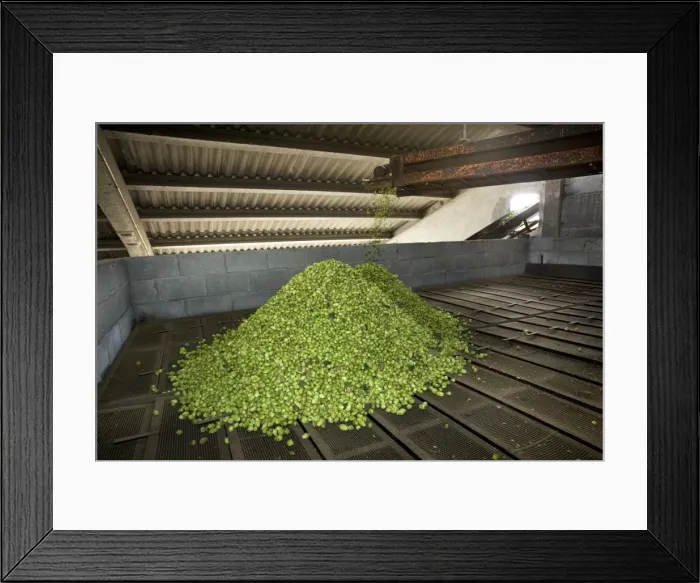 Framed Print : Common Hop harvest - Belgium Framed Print : Common Hop harvest - Belgium