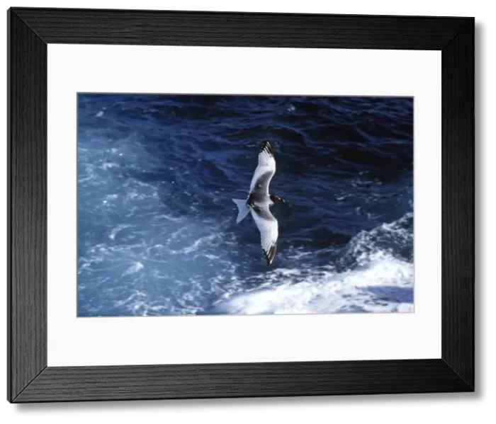 Framed Print : Swallow-Tailed Gull - in flight over sea - Plaza Island, Galapagos AU-747 Framed Print : Swallow-Tailed Gull - in flight over sea - Plaza Island, Galapagos AU-747