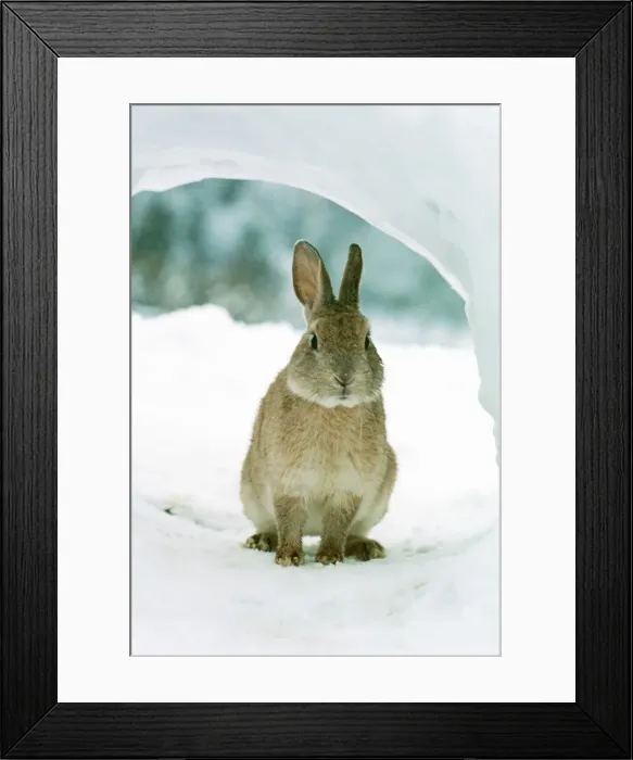 Framed Print : Rabbit MI 632 In snow © Masahiro Iijima / ardea. com Framed Print : Rabbit MI 632 In snow © Masahiro Iijima / ardea. com