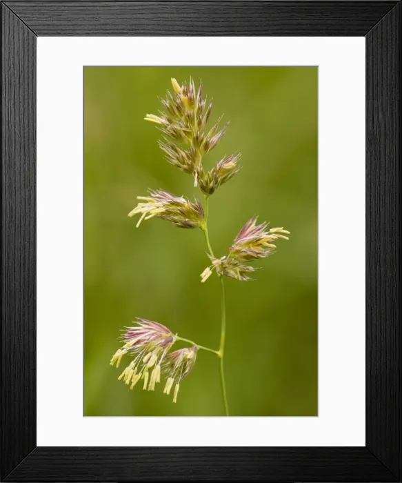 Framed Print : Cocksfoot Grass - in flower Framed Print : Cocksfoot Grass - in flower