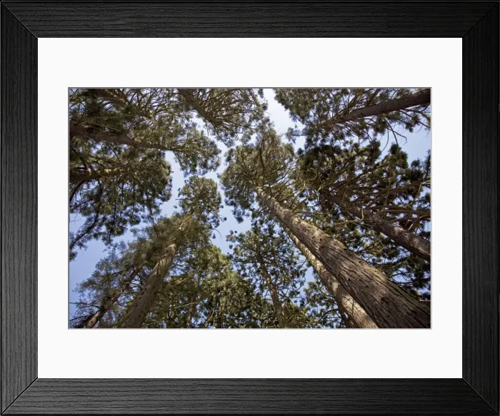 Framed Print : Tall Pine Trees - looking from ground up to sky - South Wales UK Framed Print : Tall Pine Trees - looking from ground up to sky - South Wales UK