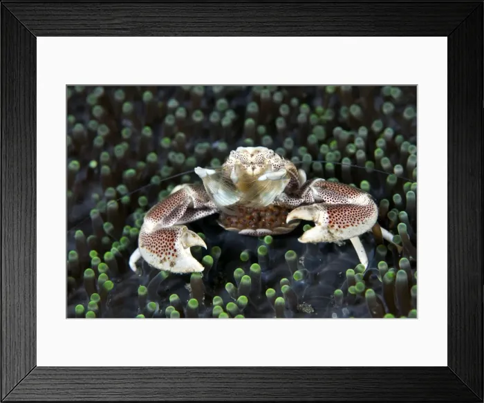 Framed Print : Anemone Porcelain Crab - with eggs - Indonesia Framed Print : Anemone Porcelain Crab - with eggs - Indonesia
