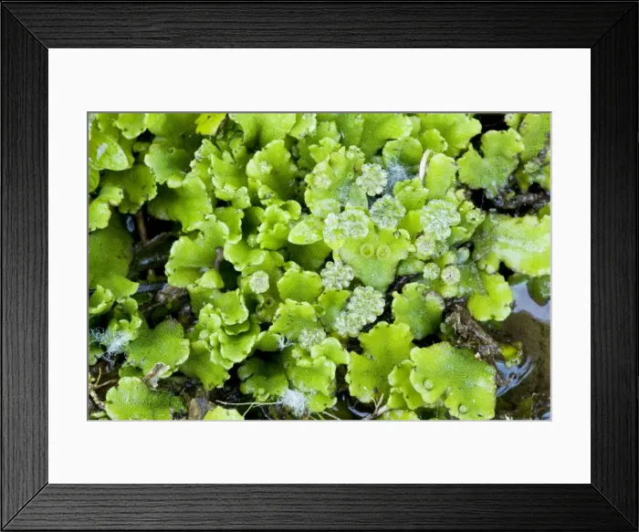 Framed Print : A liverwort - in damp shady place. Greece
