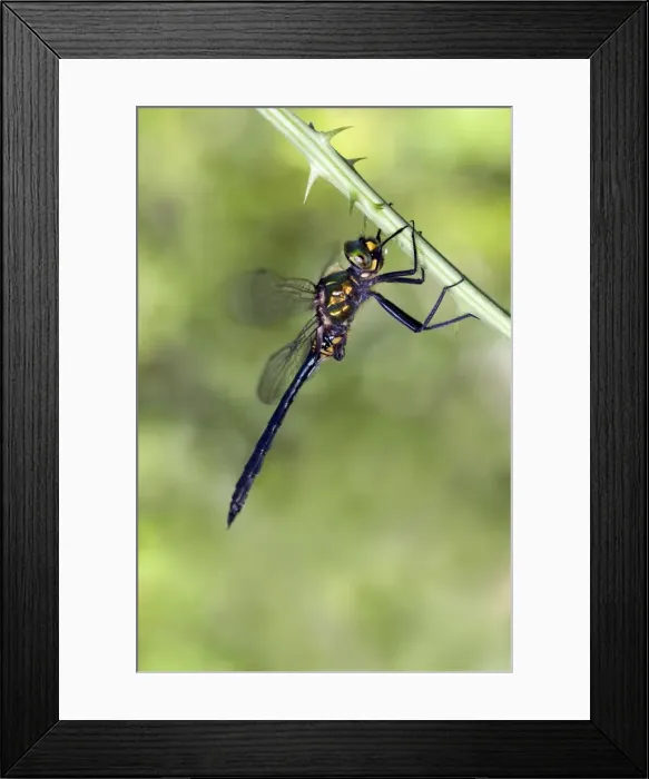 Framed Print : Balkan Emerald Dragonfly - male - Italy Framed Print : Balkan Emerald Dragonfly - male - Italy