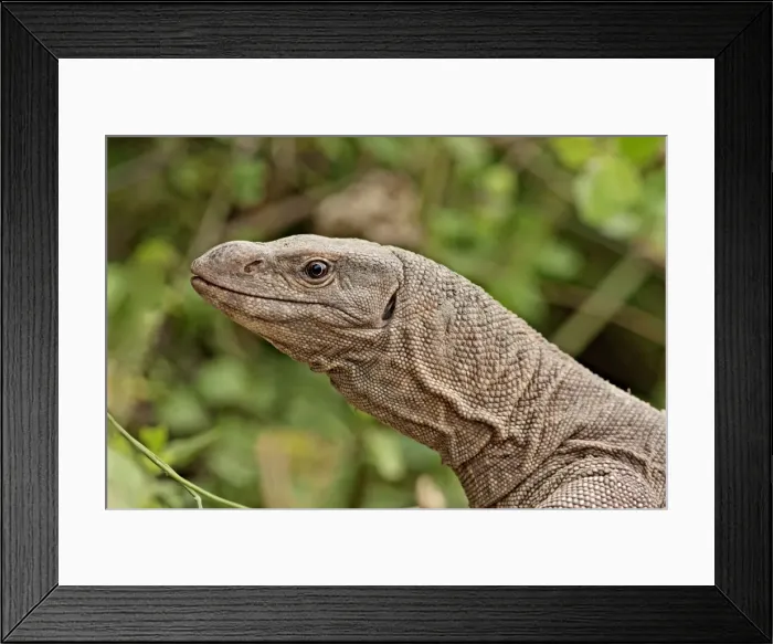 Framed Print : Water Monitor Lizard - Keoladeo National Park, Rajasthan, India Framed Print : Water Monitor Lizard - Keoladeo National Park, Rajasthan, India
