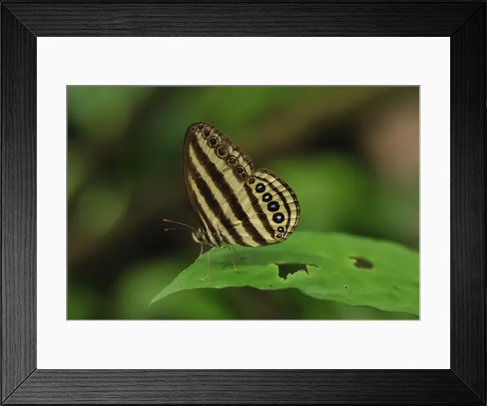 Framed Print : Striped Ringlet - Gunung Leuser National Park - Bukit Lawang - Northern Sumatra - Indonesia. Fm: Satyrinae